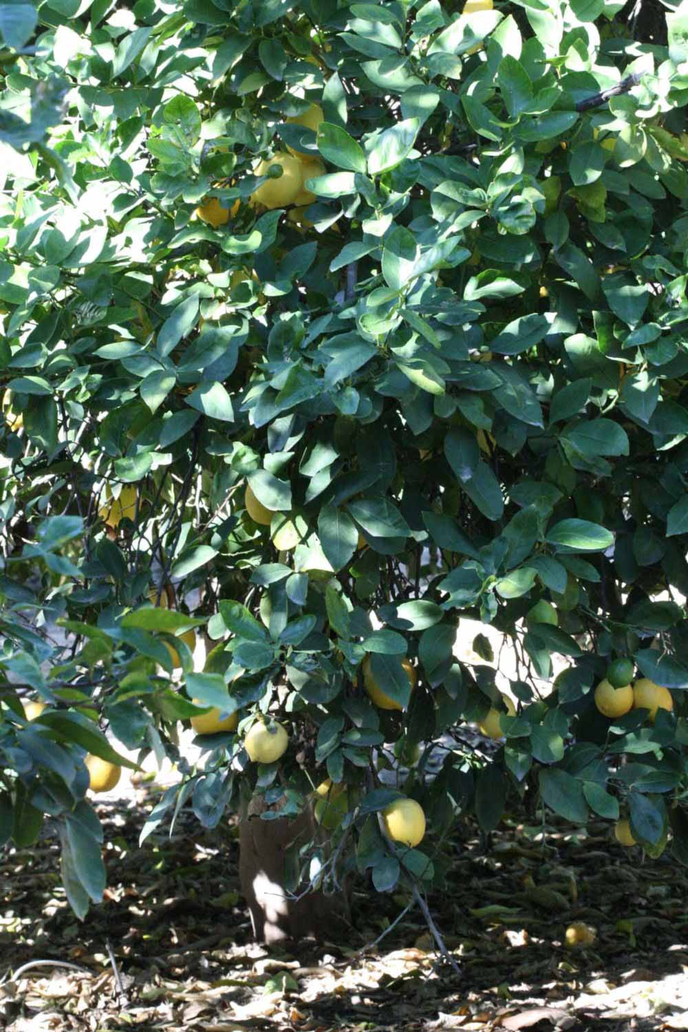              Habit (Riverside, CA)       